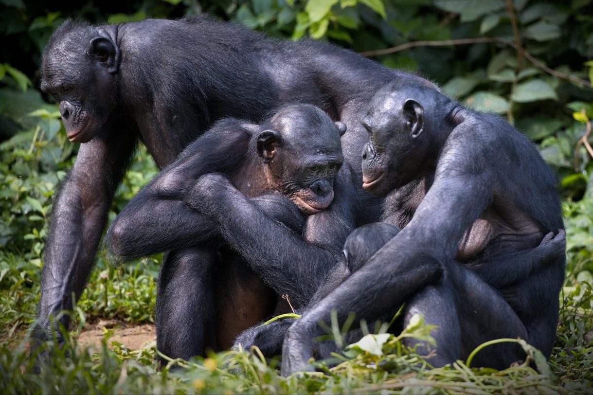 CONGO BRAZZAVILLE () resize resize