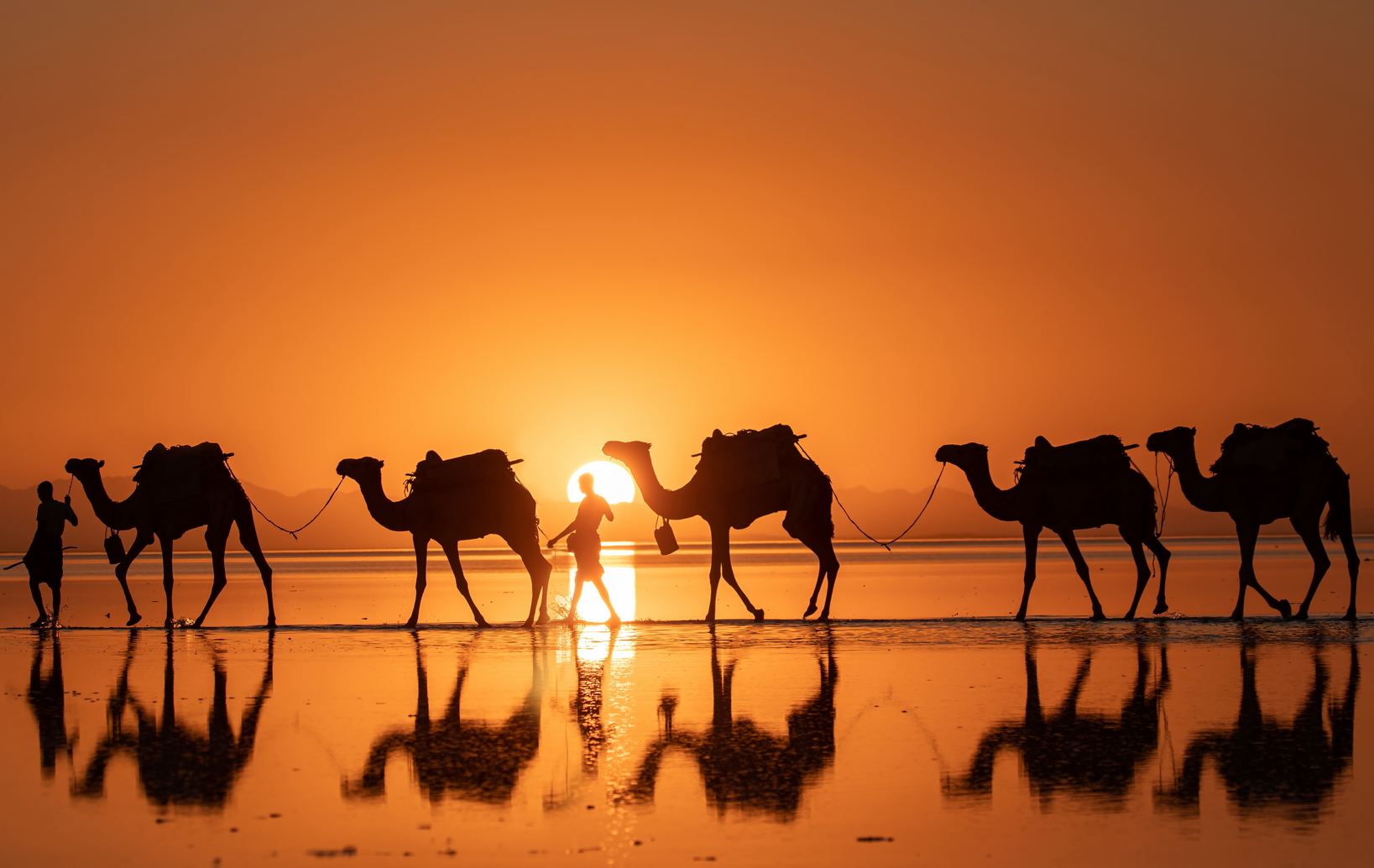 Many,Decades,Caravan,Of,Camels,Transporting,Salt,At,Sunrise