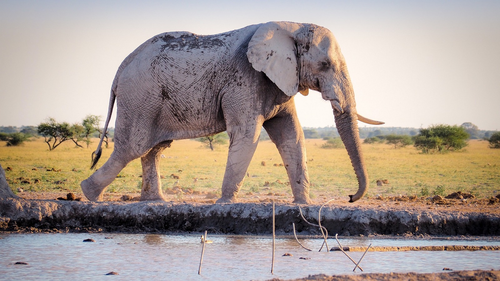 elephant