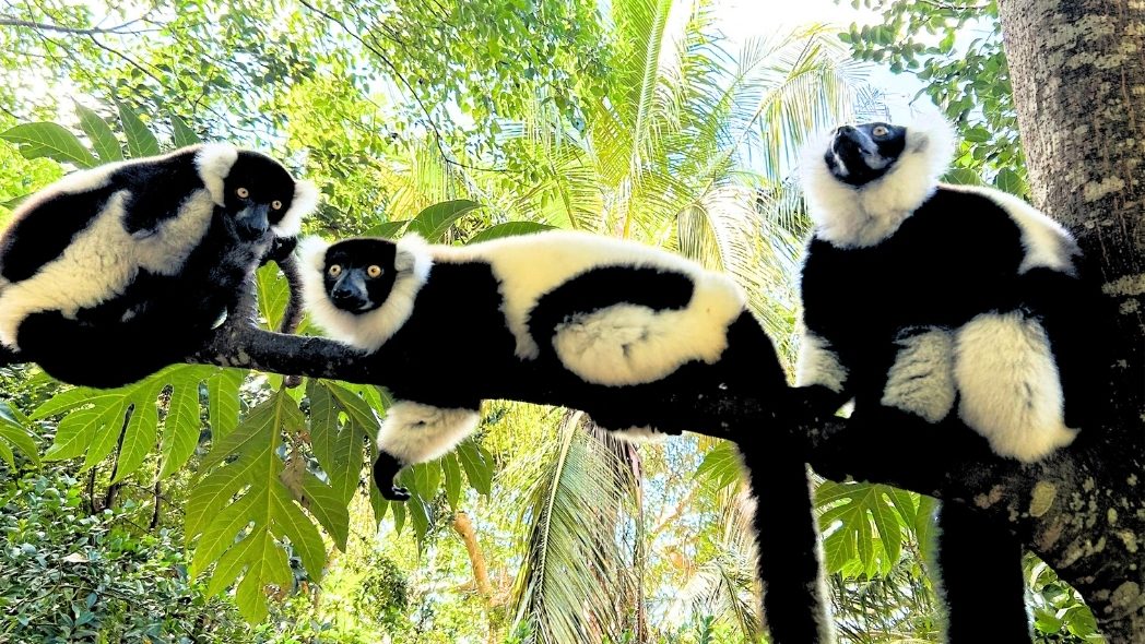 Lemuri a Nosy Komba