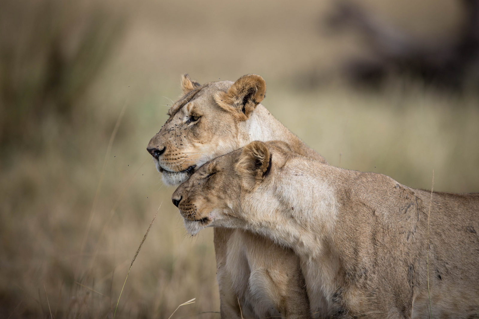 Serengeti National Park
