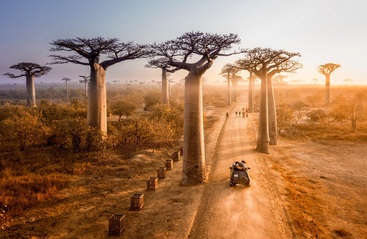 Beautiful,Baobab,Trees,Avenue,Of,The,Baobabs,In,Madagascar