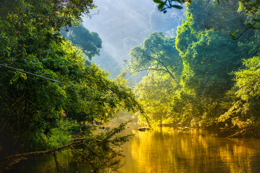 Amazing,Scenic,View,Tropical,Forest,With,Jungle,River,On,Background